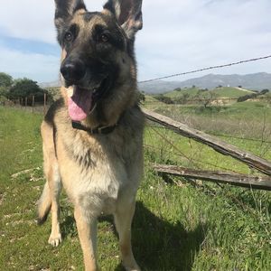 Meet your Posher, Natasha